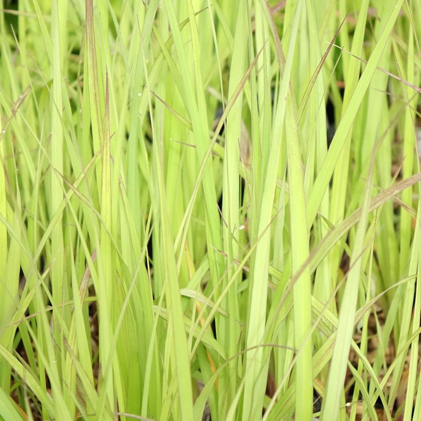 Andropogon gerardii Blackhawks - Bartgras, Gambagras (Laub)