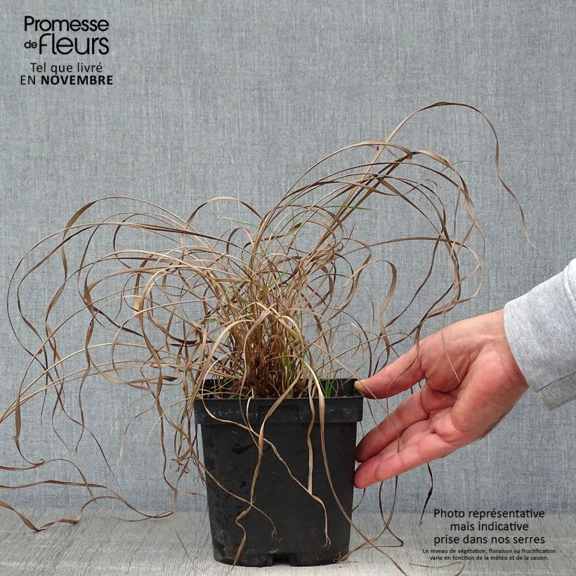Exemplar von Andropogon gerardii Prairie Sommer - Bartgras, Gambagras Topf mit 2L/3L wie im Herbst geliefert