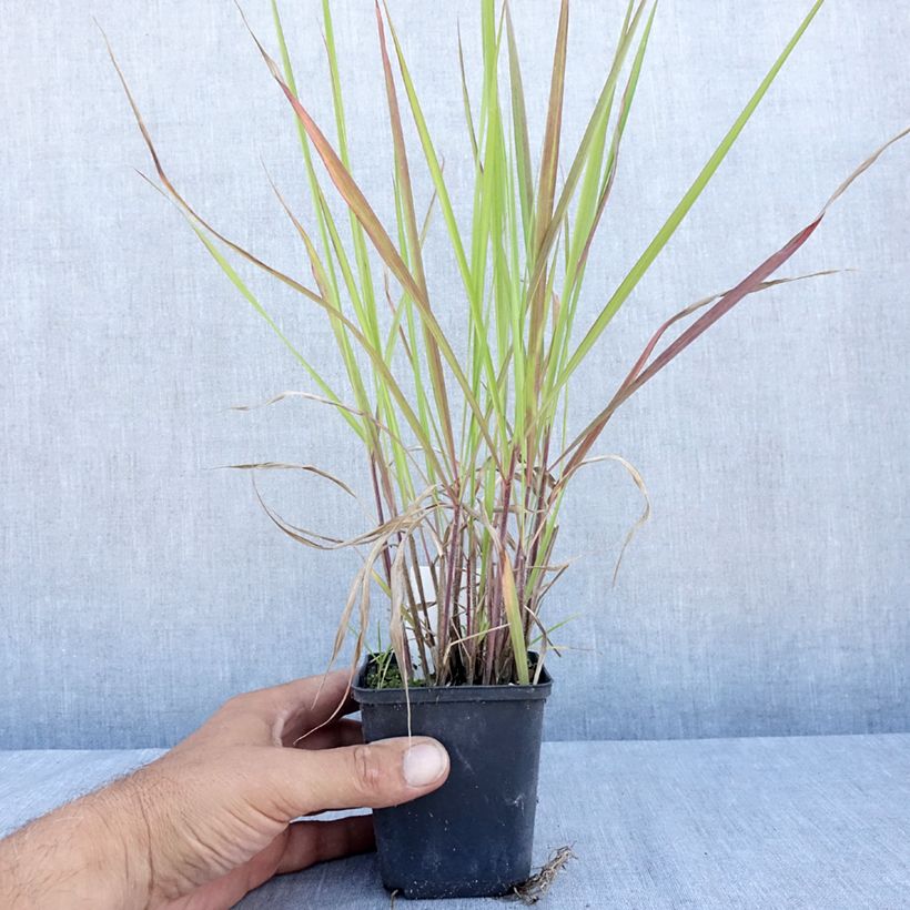 Exemplar von Andropogon gerardii Red October - Bartgras, Gambagras Kleine Töpfe von 8/9 cm wie im Sommer geliefert