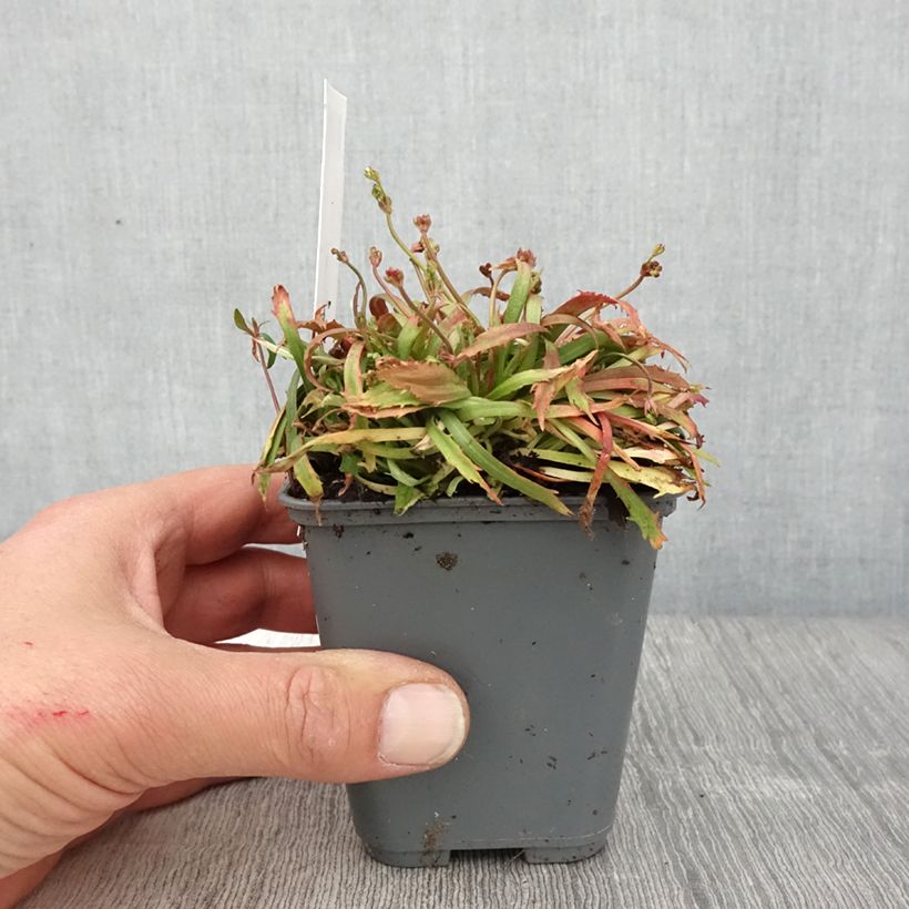 Exemplar von Androsace septentrionalis Star Dust - Nordischer Mannsschild Kleine Töpfe von 8/9 cm wie im Frühjahr geliefert