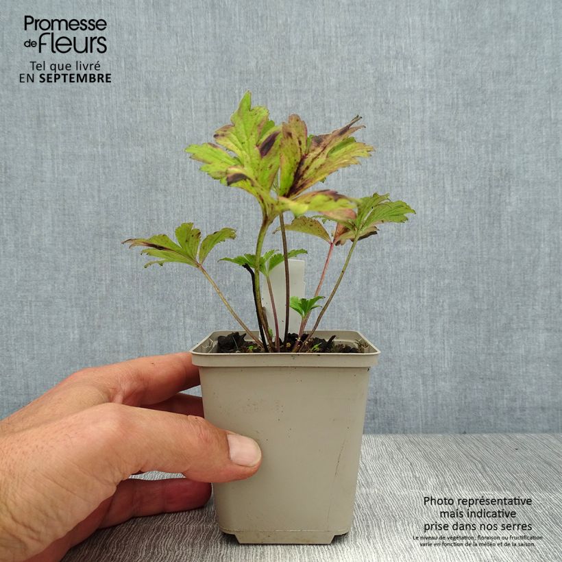Exemplar von Anemone rivularis - Bach-Anemone Kleine Töpfe von 8/9 cm wie im Sommer geliefert