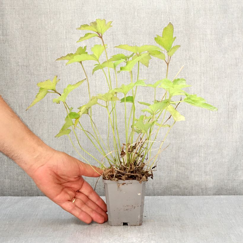 Exemplar von Anemone hupehensis var. japonica Alando Rose - Chinesische Herbst-Anemone Kleine Töpfe von 8/9 cm wie im Sommer geliefert
