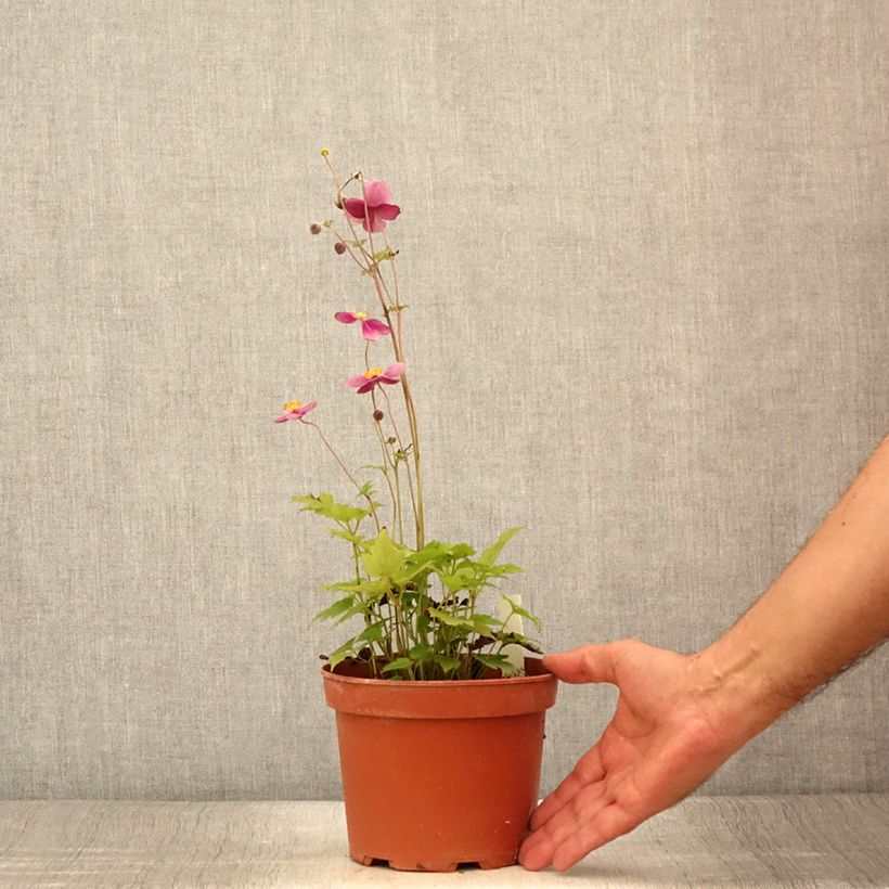 Exemplar von Anemone hupehensis Crispa - Chinesische Herbst-Anemone Topf mit 2L/3L wie im Sommer geliefert