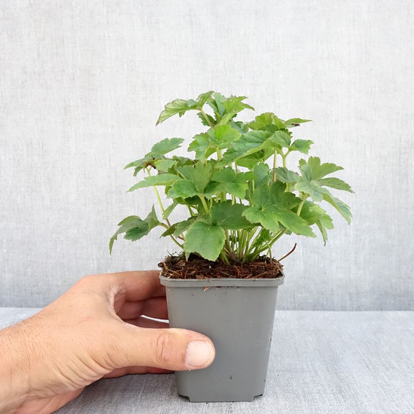 Exemplar von Anemone Fantasy Jasmine - Japan-Herbst-Anemone Kleine Töpfe von 8/9 cm wie im Sommer geliefert