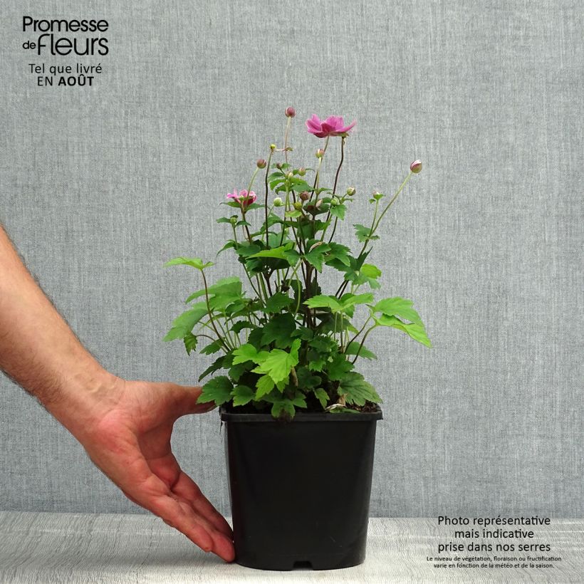 Exemplar von Anemone hupehensis var. japonica Pamina - Chinesische Herbst-Anemone Topf mit 1L/1,5L wie im Sommer geliefert