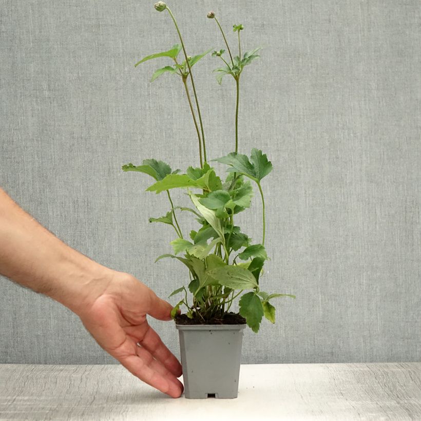 Exemplar von Anemone hupehensis var. japonica Prinz Heinrich - Chinesische Herbst-Anemone Kleine Töpfe von 8/9 cm wie im Sommer geliefert