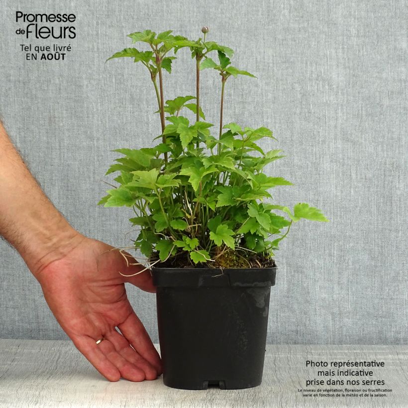 Exemplar von Anemone hupehensis var. japonica Prinz Heinrich - Chinesische Herbst-Anemone Topf mit 2L/3L wie im Sommer geliefert