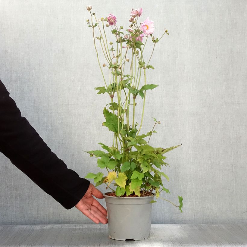 Exemplar von Anemone Mont Rose - Japan-Herbst-Anemone Topf mit 3L/4L wie im Herbst geliefert