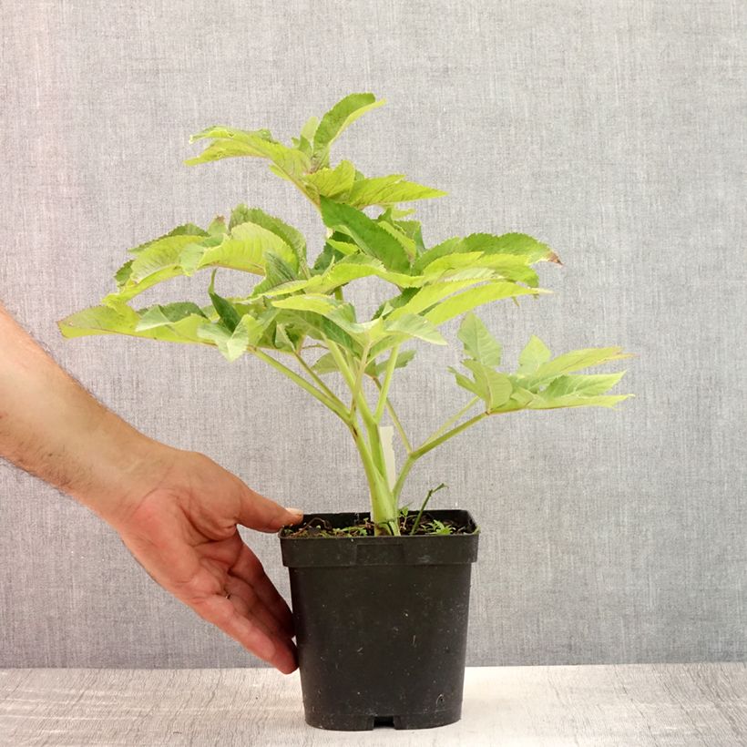 Exemplar von Angelica gigas - koreanische Engelwurz Topf mit 2L/3L wie im Sommer geliefert