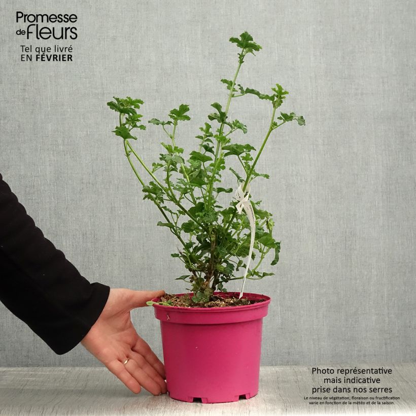 Exemplar von Anisodontea (x) malvastroides Cristal rose - Anisodontea Topf mit 3L/4L wie im Winter geliefert