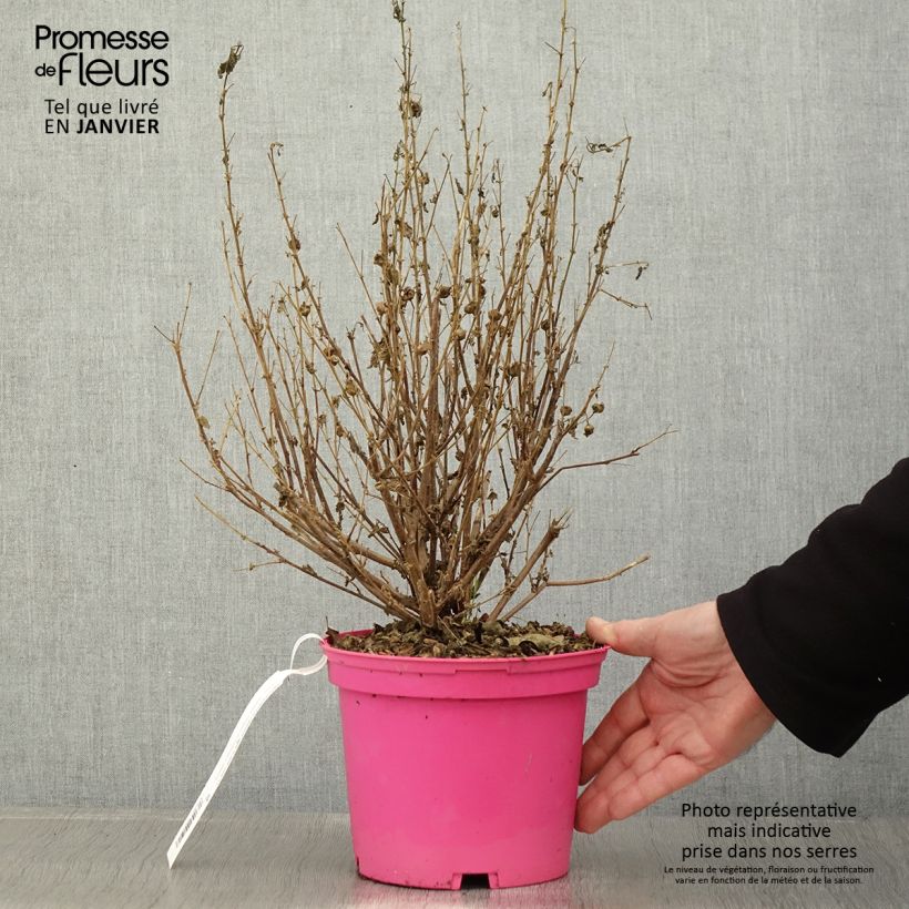 Exemplar von Anisodontea Lady in Pink - Anisodontea Topf mit 3L/4L wie im Winter geliefert