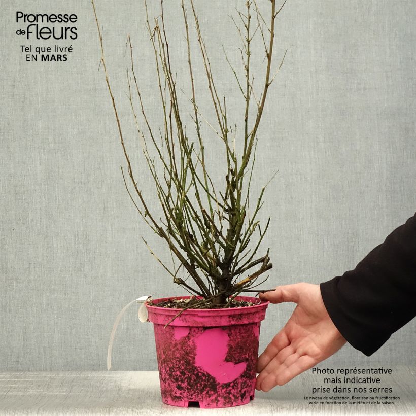 Exemplar von Anisodontea Lady in Pink - Anisodontea Topf mit 3L/4L wie im Frühjahr geliefert