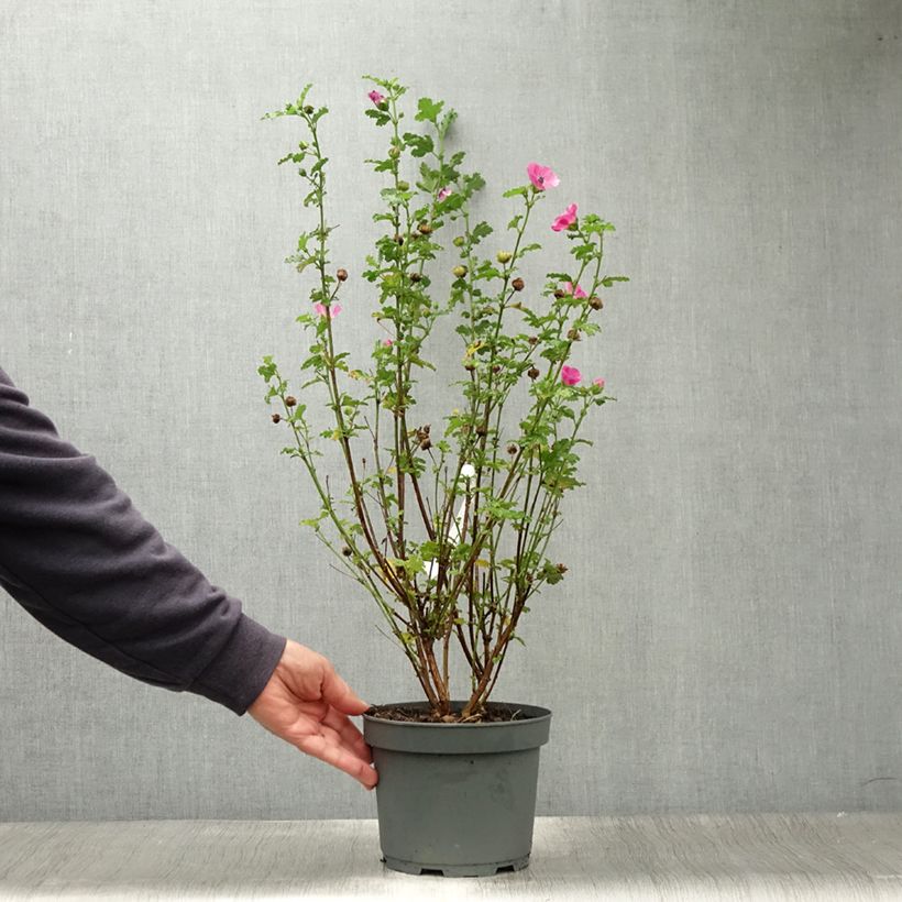 Exemplar von Anisodontea scabrosa Large Red - Anisodontea Topf mit 3L/4L wie im Sommer geliefert