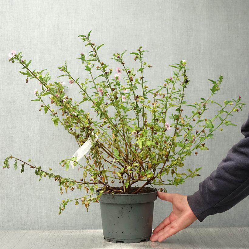 Exemplar von Anisodontea scabrosa Miss Pinky - Anisodontea Topf mit 3L/4L wie im Sommer geliefert