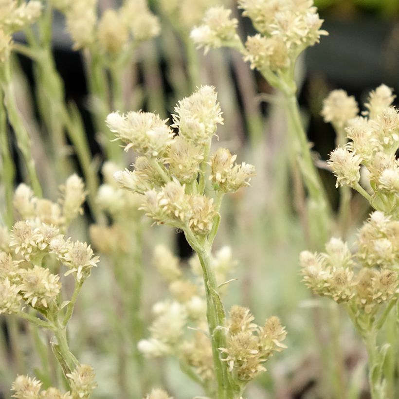 Antennaria dioica var. borealis - Gemeines Katzenpfötchen (Blüte)