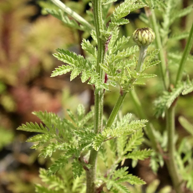 Anthemis sancti-johannis - Johanniskamille (Laub)