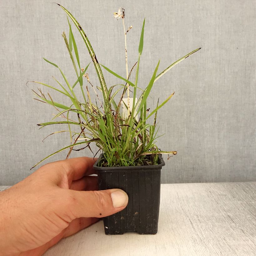 Exemplar von Anthericum saundersiae Starlight - Graslilie Kleine Töpfe von 8/9 cm wie im Sommer geliefert