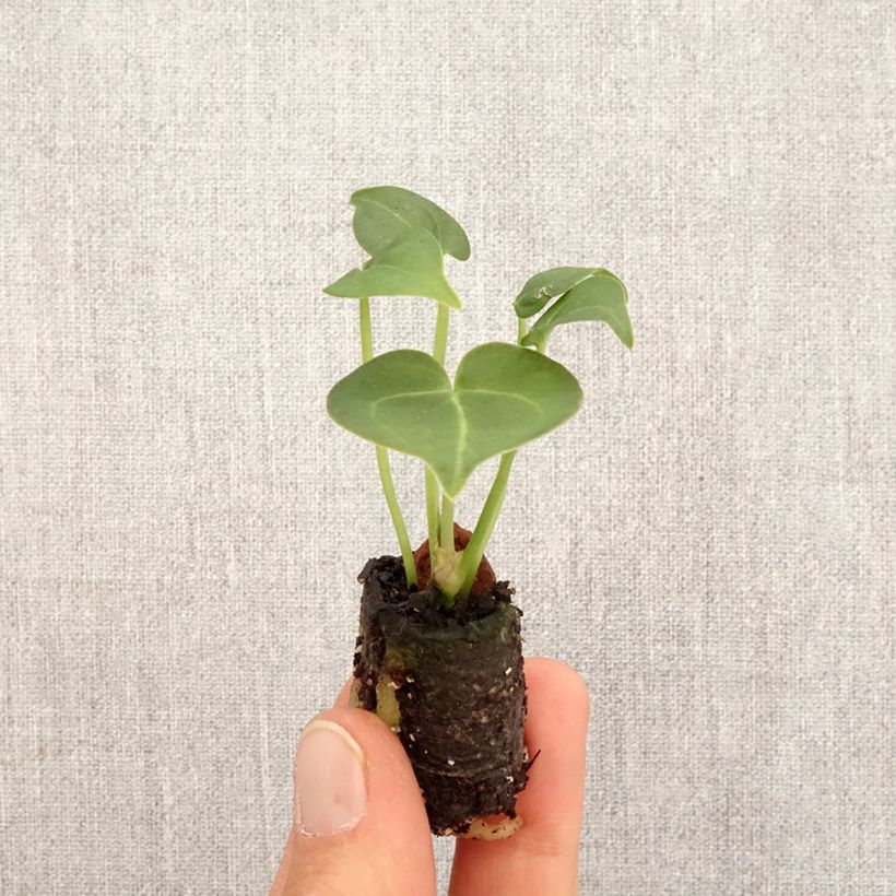 Exemplar von Anthurium clarinervium - Flamingoblumen Mini-plante wie im Frühjahr geliefert
