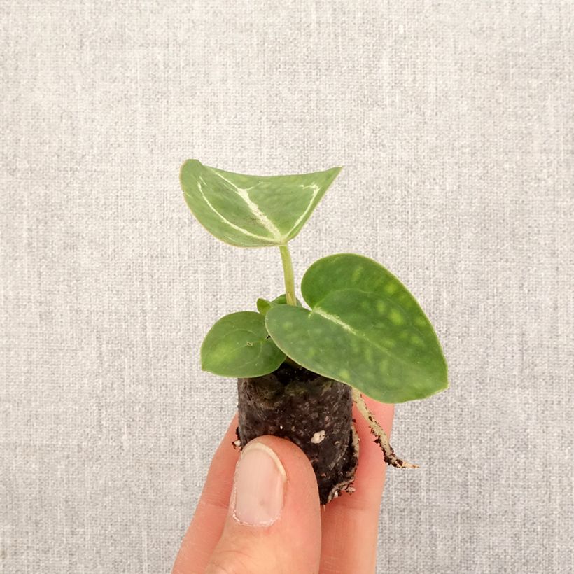 Exemplar von Anthurium crystallinum - Mini-motte Ø 3/4 cm wie im Frühjahr geliefert