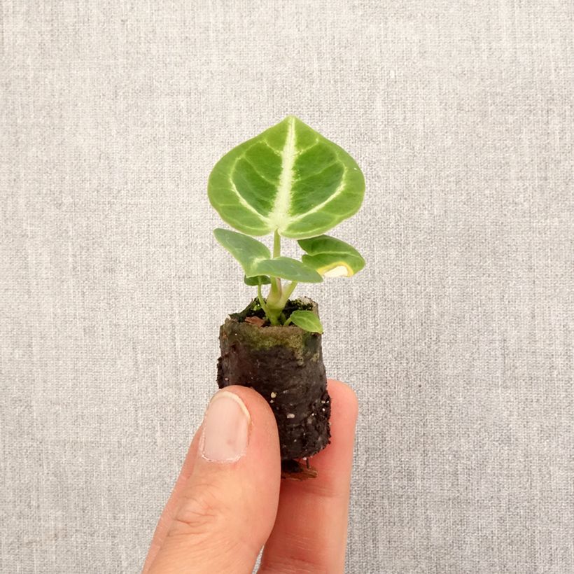 Exemplar von Anthurium Dorayaki - Mini-motte Ø 3/4 cm wie im Frühjahr geliefert