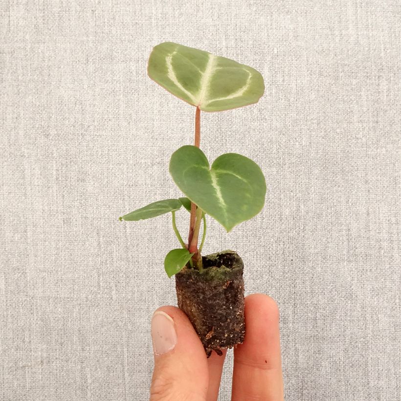 Exemplar von Anthurium Dorayaki x magnificum - Mini-motte Ø 3/4 cm wie im Frühjahr geliefert