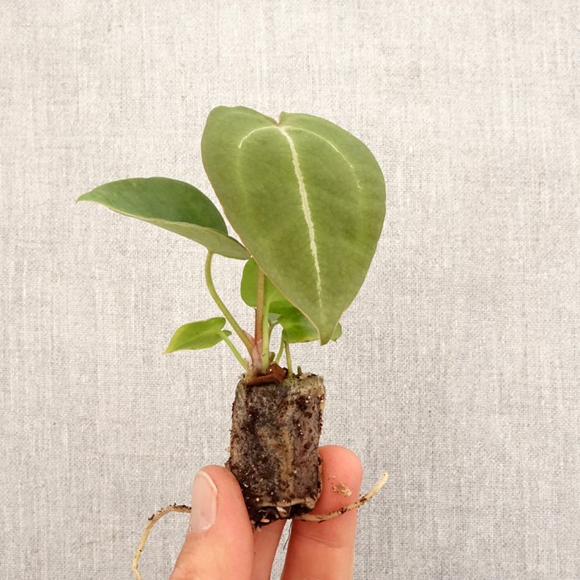 Exemplar von Anthurium forgetii - Mini-motte Ø 3/4 cm wie im Frühjahr geliefert
