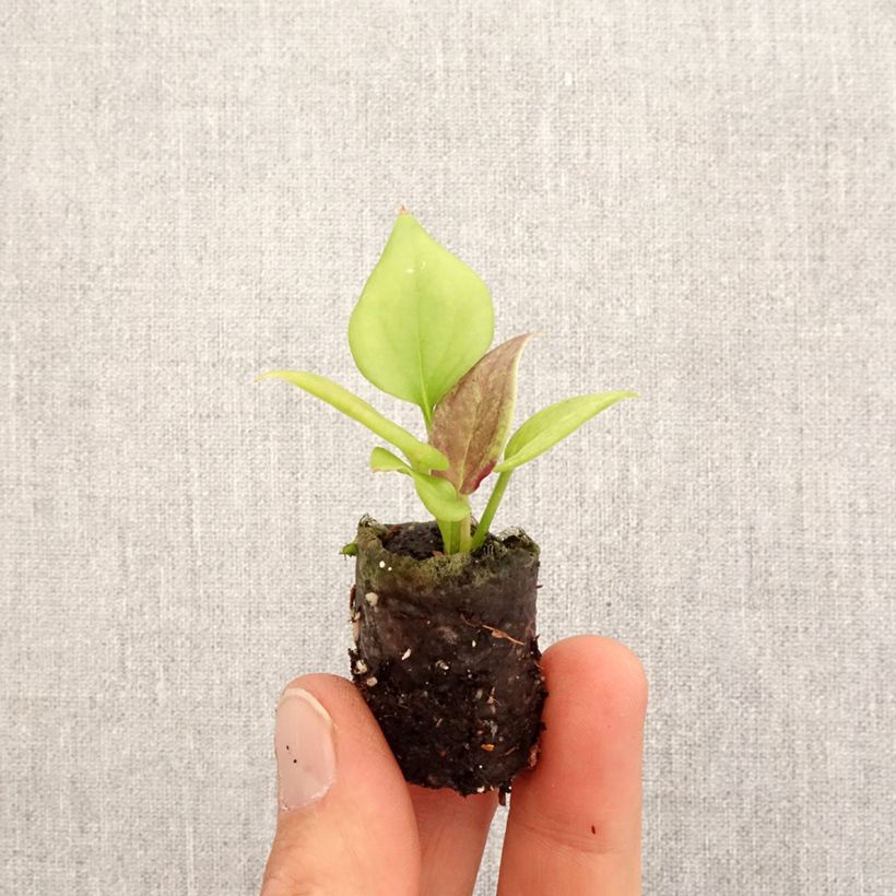 Exemplar von Anthurium jenmanii Gold - Mini-motte Ø 3/4 cm wie im Frühjahr geliefert