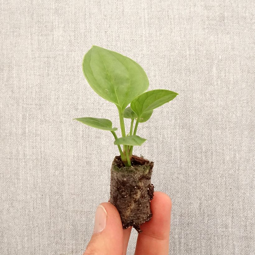 Exemplar von Anthurium jenmanii Green Jady - Mini-motte Ø 3/4 cm wie im Frühjahr geliefert