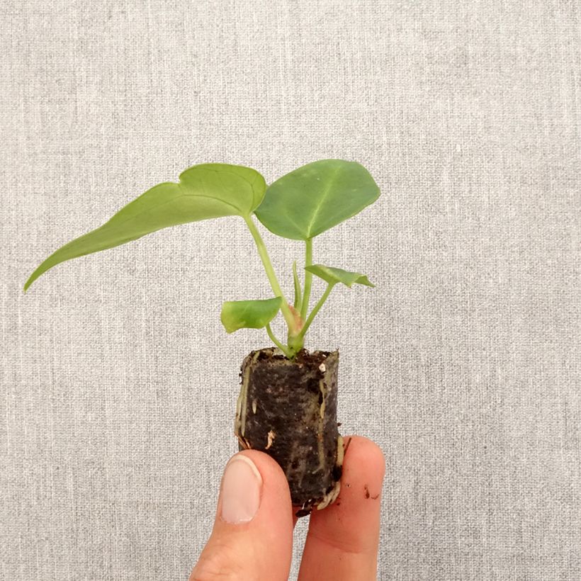 Exemplar von Anthurium magnificum - Mini-motte Ø 3/4 cm wie im Frühjahr geliefert