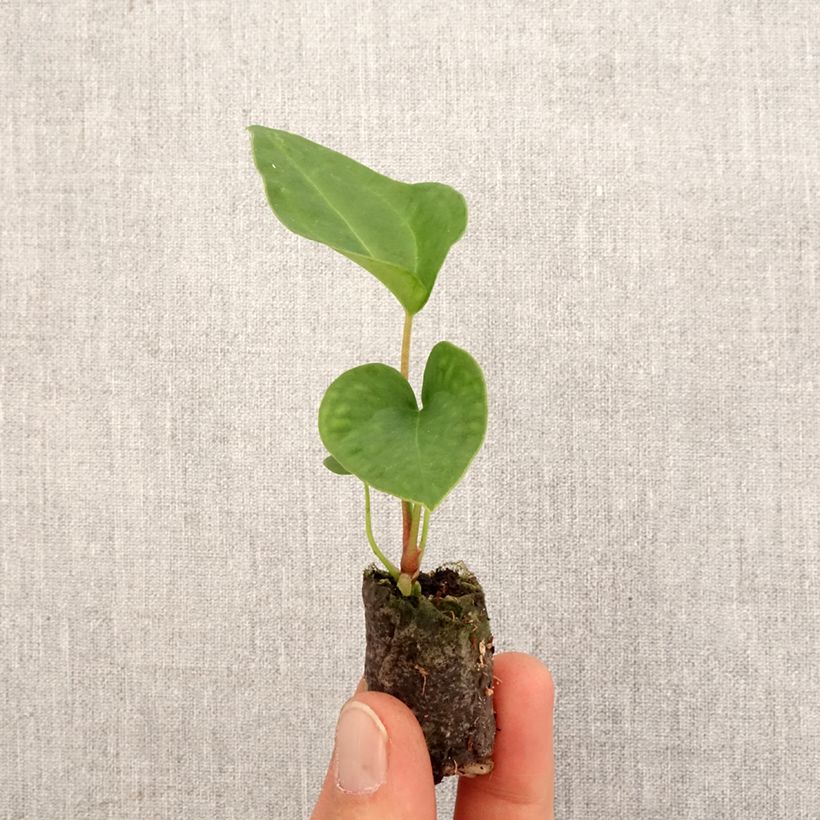 Exemplar von Flamingoblumen - Anthurium magnificum x Dark Phoenix Mini-plante wie im Frühjahr geliefert