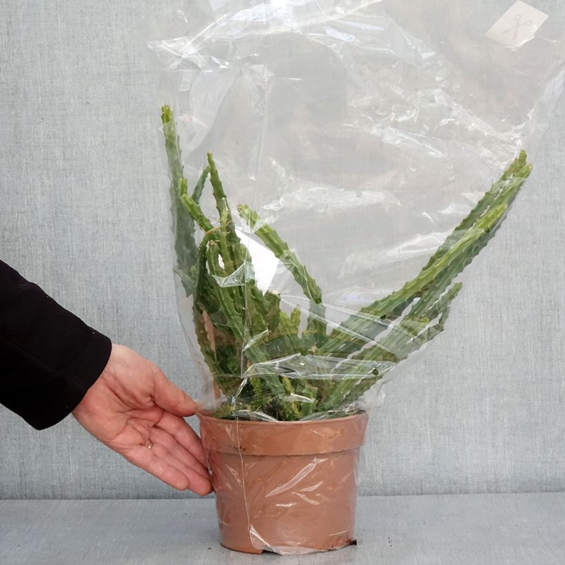 Exemplar von Aporophyllum malisonii Topf mit 2L/3L wie im Winter geliefert