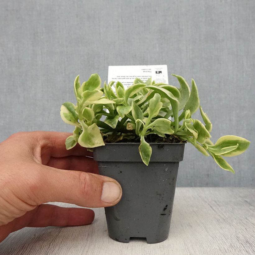 Exemplar von Aptenia cordifolia Variegata - Aptenie Kleine Töpfe von 8/9 cm wie im Frühjahr geliefert