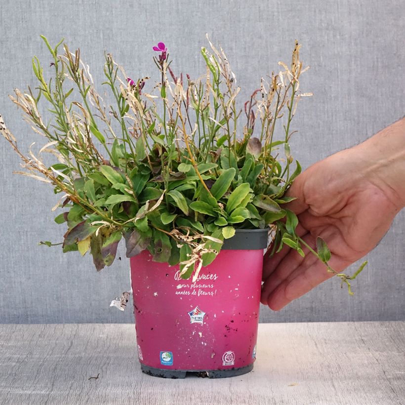 Exemplar von Arabis blepharophylla - Wimperblättrige Gartenkresse Topf mit 2L/3L wie im Sommer geliefert