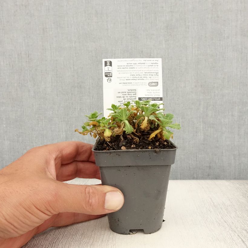 Exemplar von Arabis caucasica Snowball - Kaukasische Gänsekresse Kleine Töpfe von 8/9 cm wie im Sommer geliefert