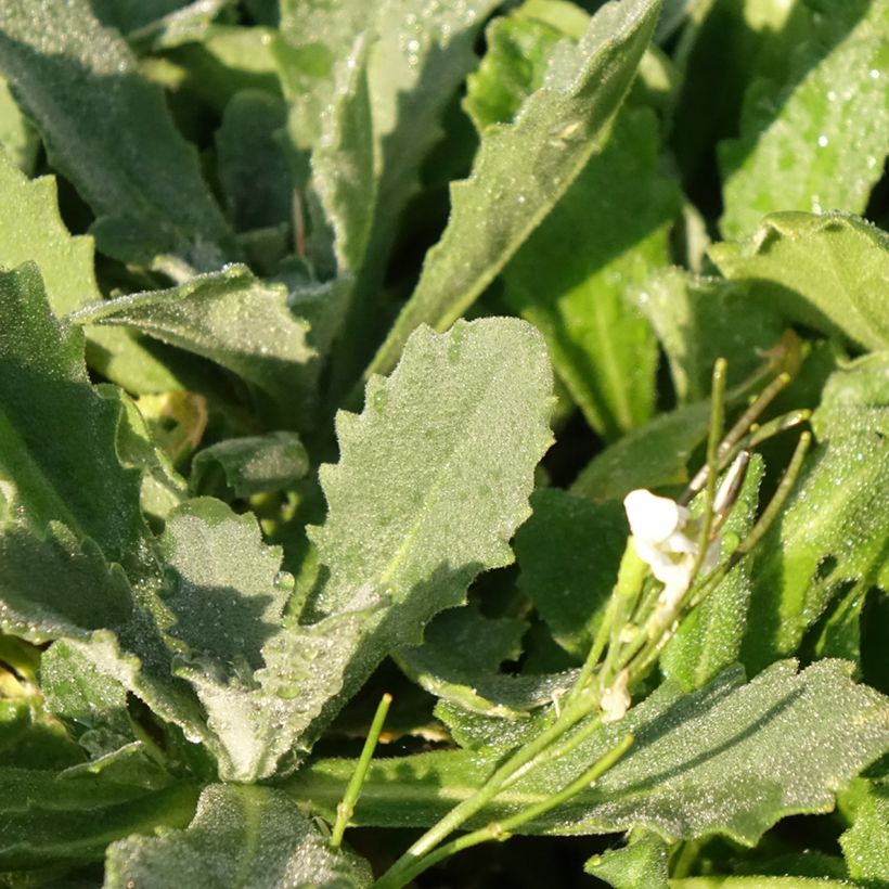Arabis caucasica Snowcap - Kaukasische Gänsekresse (Laub)