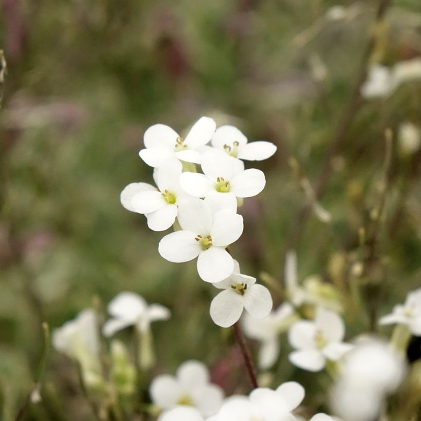 Arabis caucasica Variegata - Kaukasische Gänsekresse (Blüte)