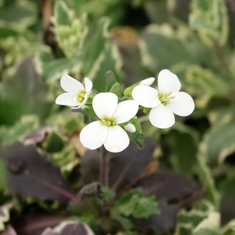 Arabis caucasica Variegata - Kaukasische Gänsekresse (Blüte)
