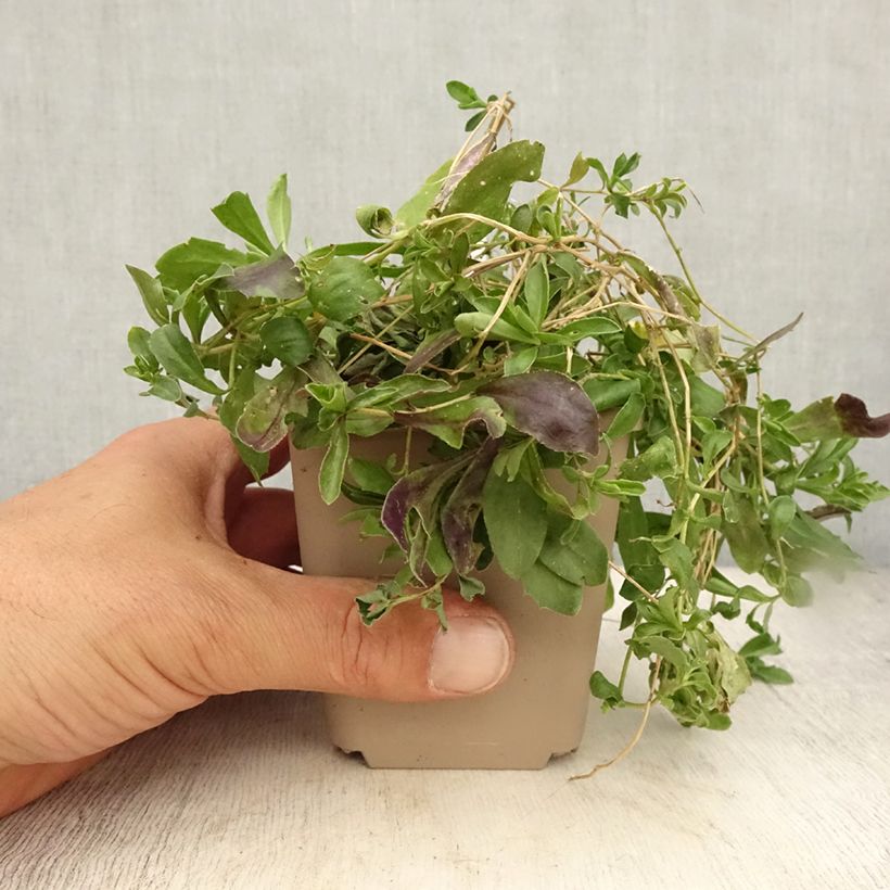 Exemplar von Arabis procurrens Neuschnee - Karpaten-Schaumkresse Kleine Töpfe von 8/9 cm wie im Sommer geliefert