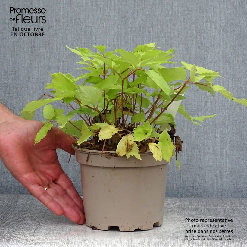 Exemplar von Aralia cordata Sun King - Gelblaubige Staudenaralie Topf mit 2L/3L wie im Herbst geliefert