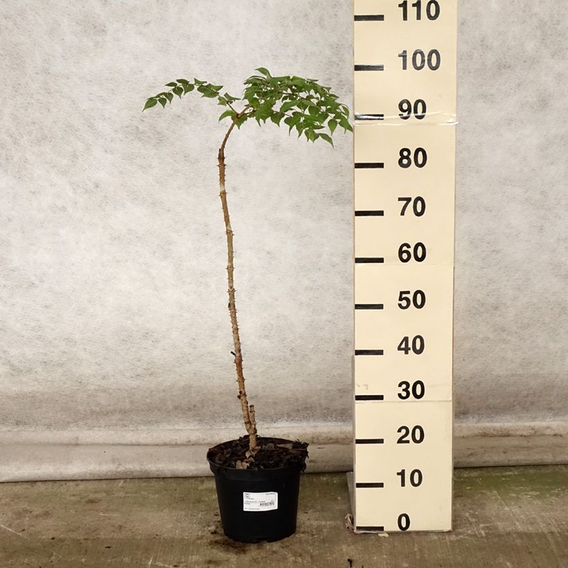 Exemplar von Aralia elata - Aralie Topf mit 3L/4L wie im Herbst geliefert