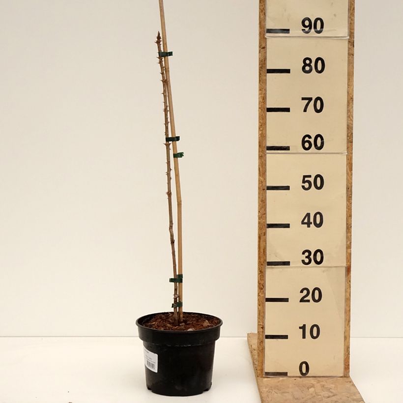 Exemplar von Aralia elata - Aralie Topf mit 4L/5L wie im Frühjahr geliefert