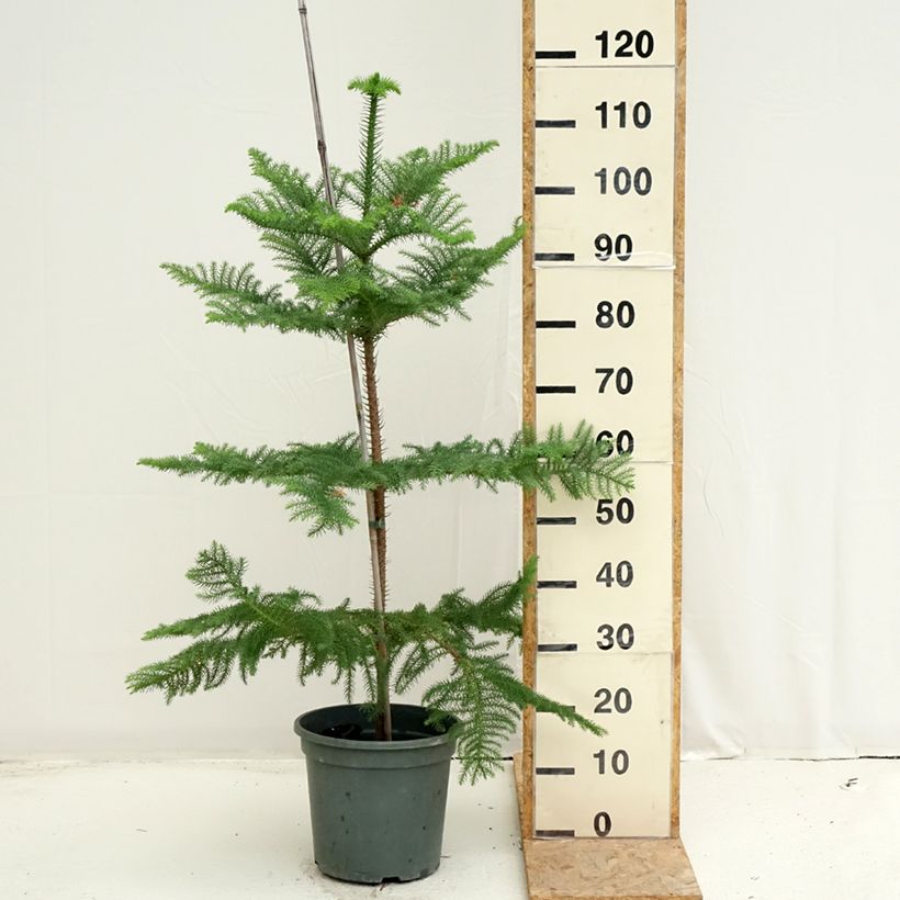 Exemplar von Araucaria heterophylla - Norfolktanne Topf mit 7,5L/10L wie im Sommer geliefert