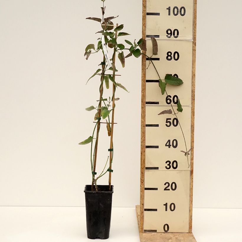 Exemplar von Araujia sericifera - Araujie Topf mit 2L/3LGelieferte Höhe ca. 60/70cm wie im Frühjahr geliefert