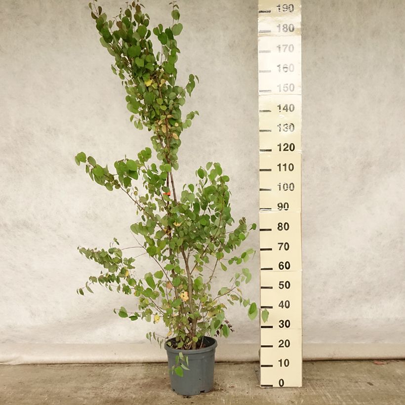 Exemplar von Japanischer Kuchenbaum - Cercidiphyllum japonicum Topf mit 7,5L/10L wie im Sommer geliefert