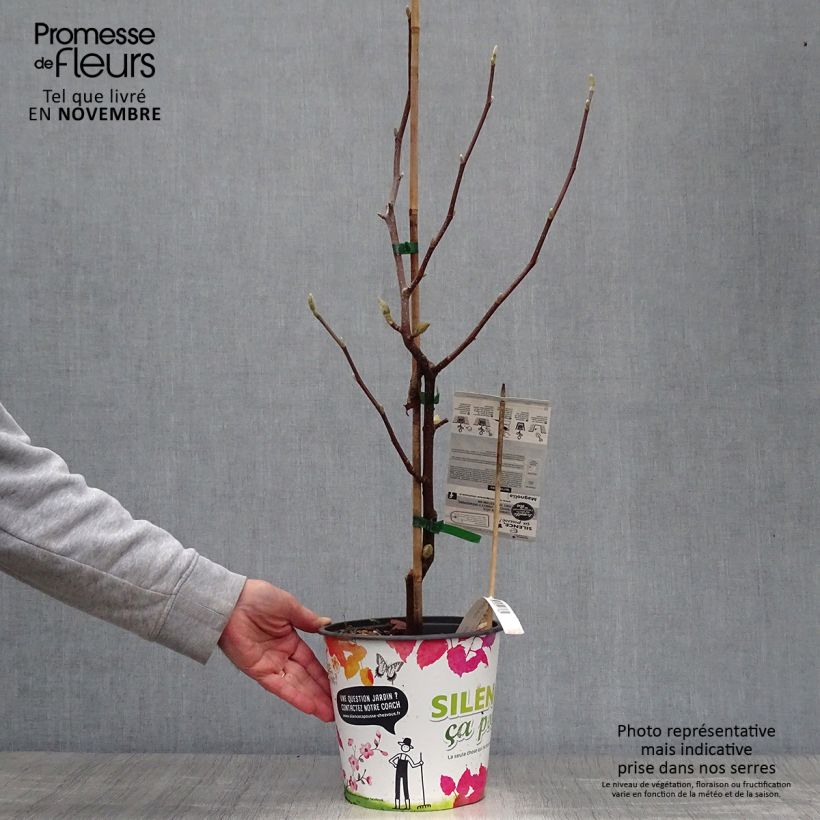 Exemplar von Magnolia acuminata Butterflies - Gurken-Magnolie Topf mit 4L/5L wie im Herbst geliefert