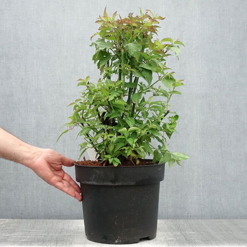 Exemplar von Leycesteria formosa - Buntdachblume Topf mit 7,5L/10L wie im Sommer geliefert