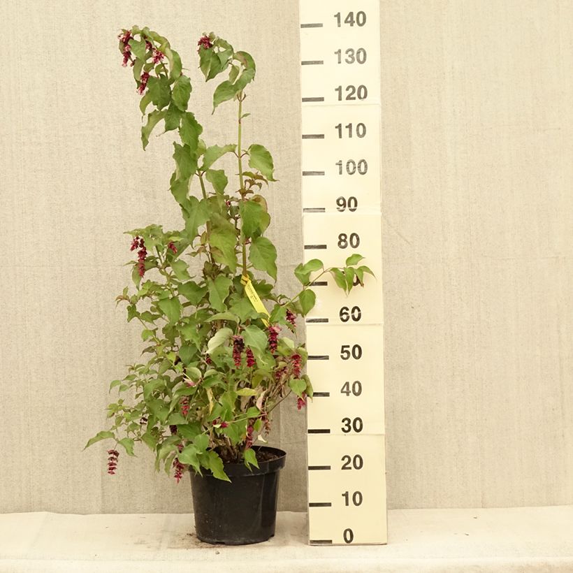 Exemplar von Leycesteria formosa Purple Rain - Buntdachblume Topf mit 7,5L/10L wie im Sommer geliefert