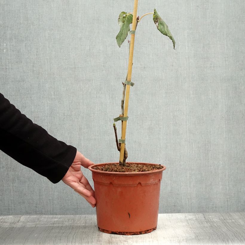 Exemplar von Davidia involucrata Sonoma - Taschentuchbaum Topf mit 3L/4L wie im Herbst geliefert