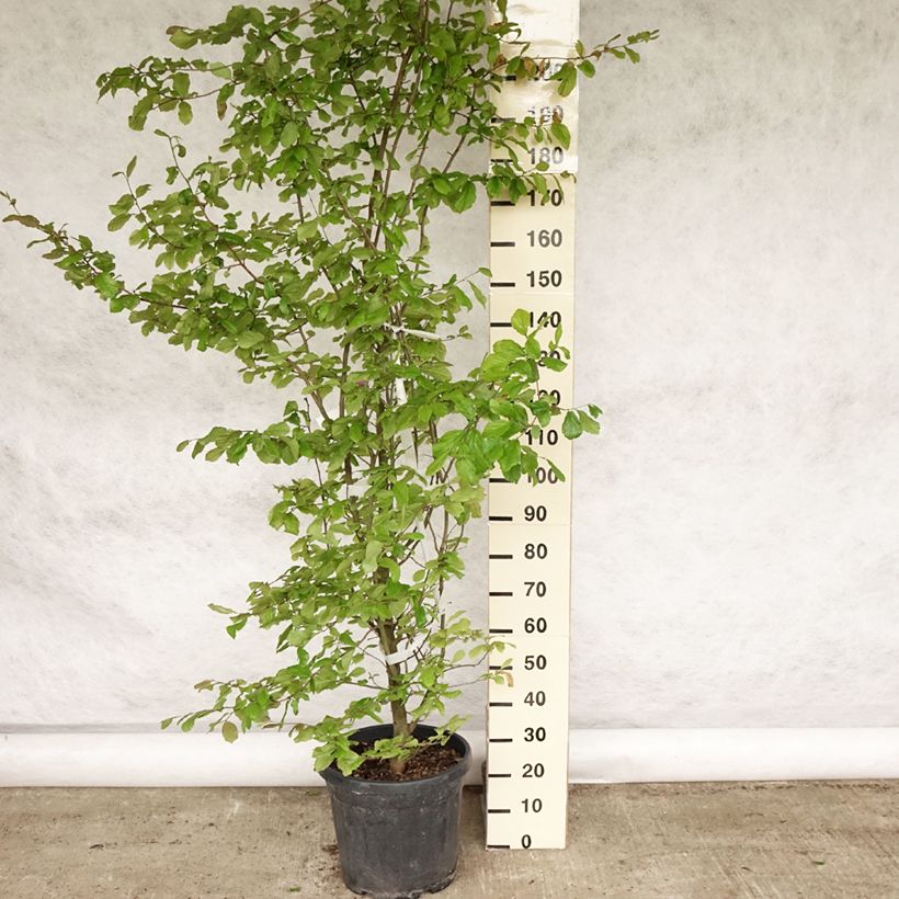 Exemplar von Eisenbaum - Parrotia persica Topf mit 30L/35L wie im Sommer geliefert