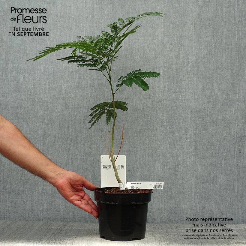 Exemplar von Albizia julibrissin Rouge de Tuilière - Seidenakazie Topf mit 3L/4L wie im Herbst geliefert